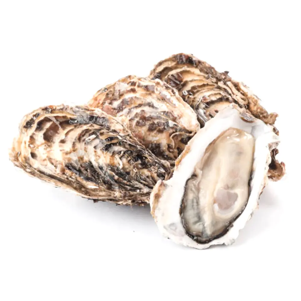 Hàu Miyagi Nguyên Con Đông Lạnh, Premium Miyagi Oysters, Whole Shell, Size L (1kg) - NORTH JAPAN OYSTERS