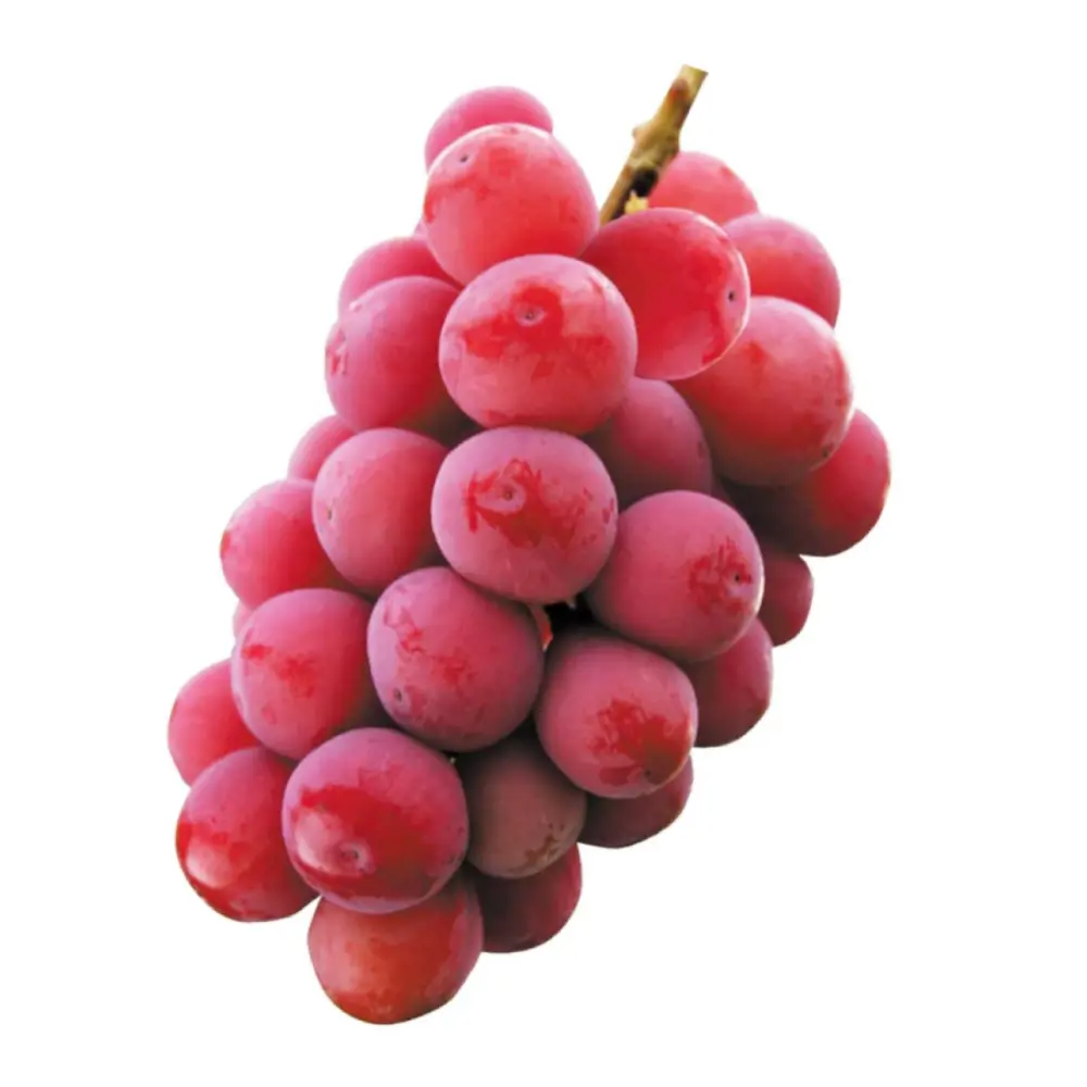 Nho Mẫu Đơn Đỏ Trung Quốc - Red Muscat Grapes (480g) - QUEEN NINA
