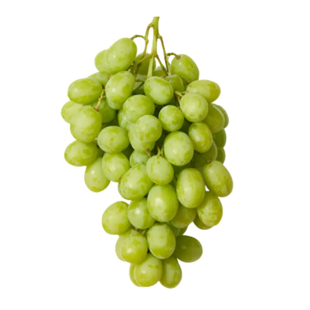 Nho Xanh Không Hạt Mỹ - Ivory Sheegene 21 - White Seedless Grapes - BRAVANTE VINEYARDS