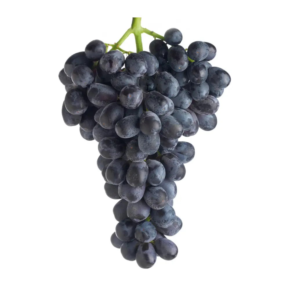 Nho Đen Không Hạt Nam Phi - Midnight Beauty - Black Seedless Grapes - PRIMORE