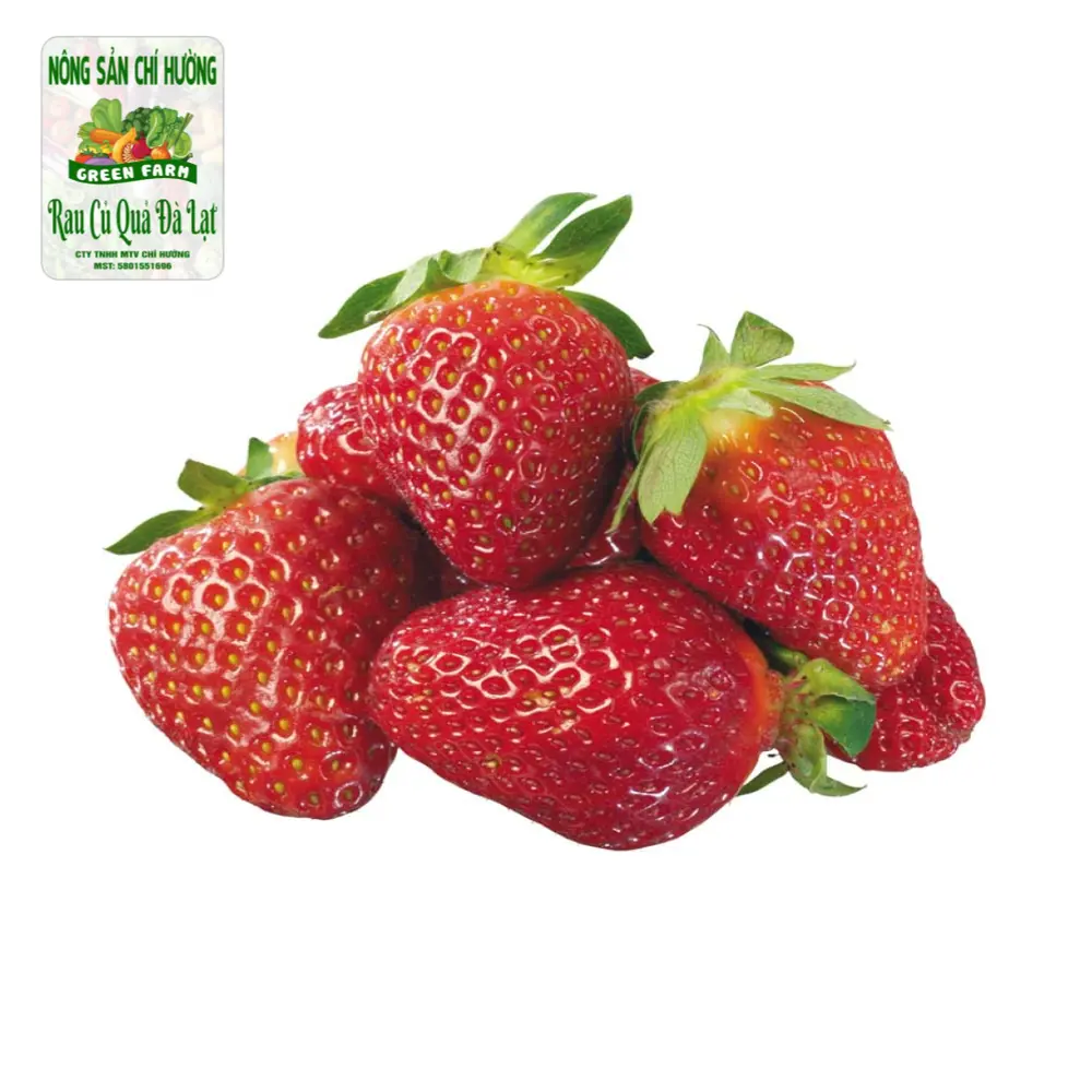 Dâu Tây Giống Nhật - Japanese Strawberry - Size 64 - NONG SAN CHI HUONG