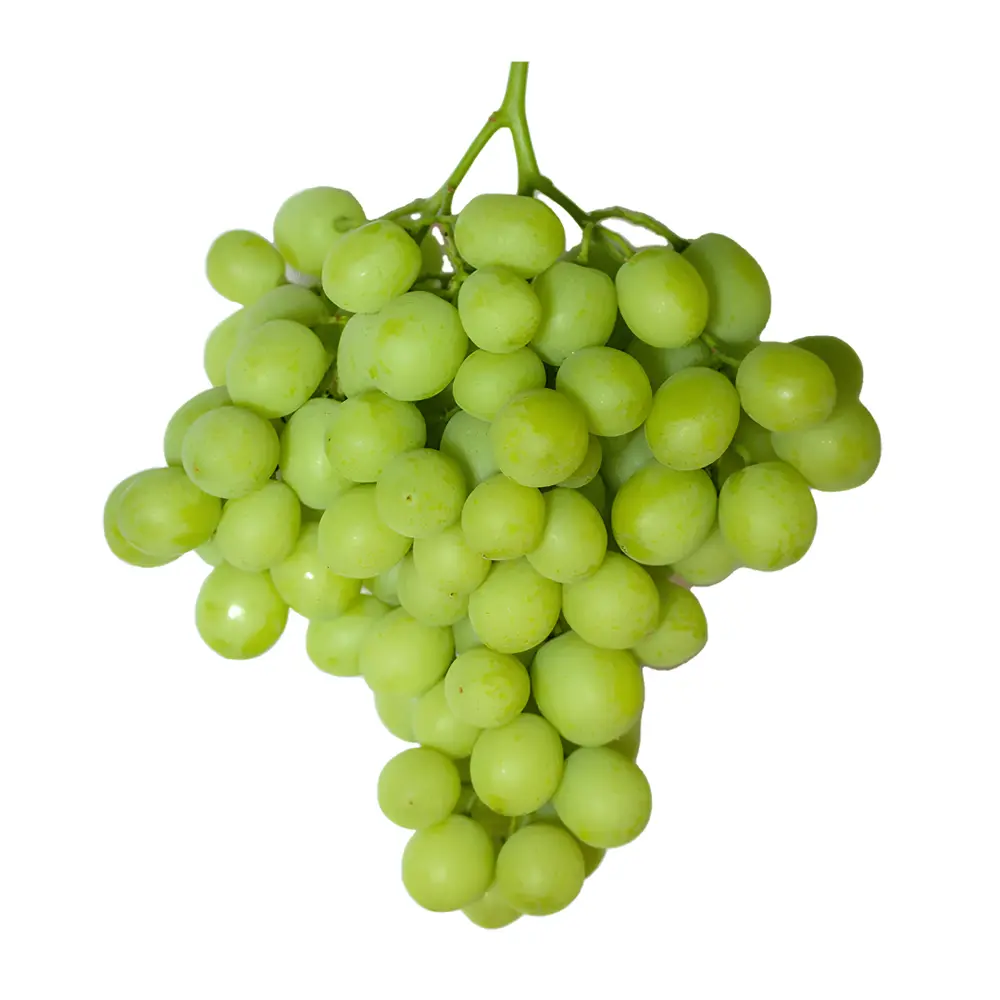 Nho Xanh Không Hạt Mỹ - Sweet Globe - US Green Seedless Table Grapes - PRETTY LADY