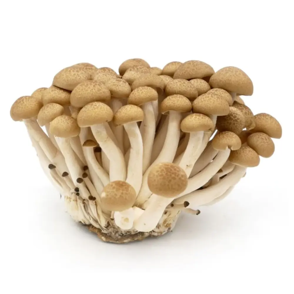 Nấm Linh Chi Nâu Hàn Quốc - Korean Shimeji Mushroom (150g) - EVERGREEN MUSHROOM FARM