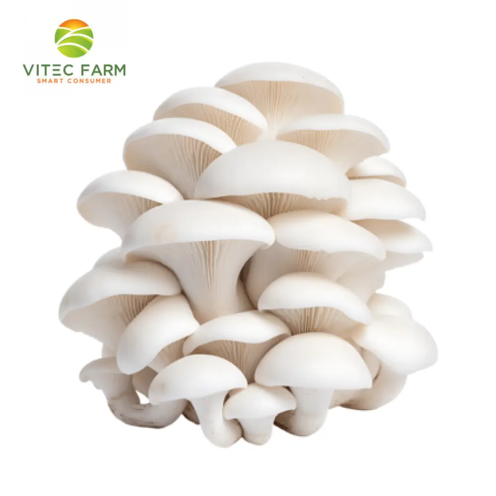 Nấm Bạch Yến - Korean White Oyster Mushroom (120g) - VITEC FARM
