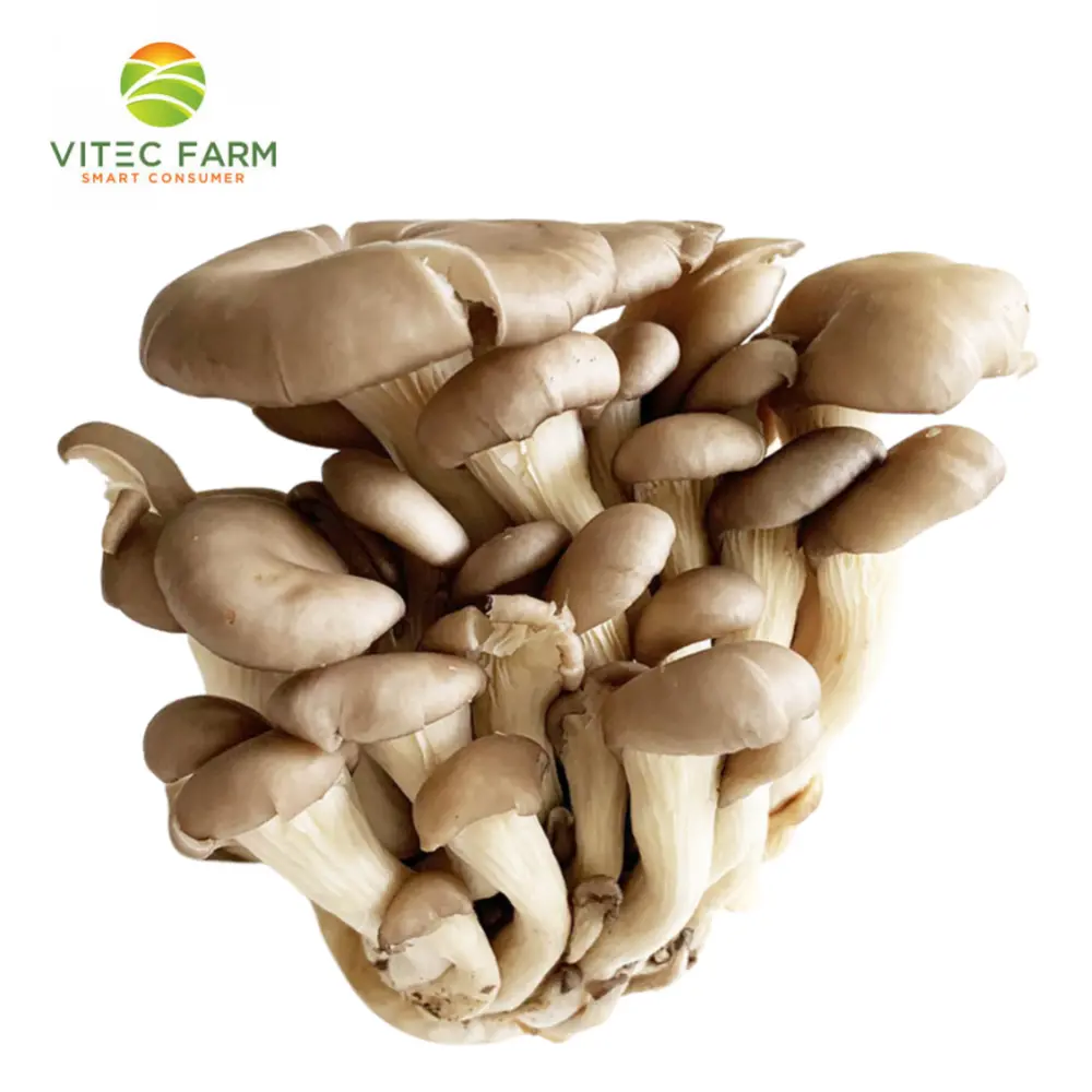 Nấm Tiểu Yến - Korean Grey Oyster Mushroom (120g) - VITEC FARM