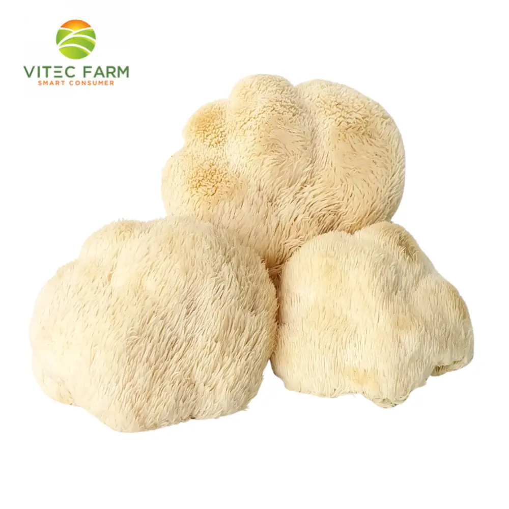 Nấm Hầu Thủ - Lion`s Mane Mushroom (100g) - VITEC FARM