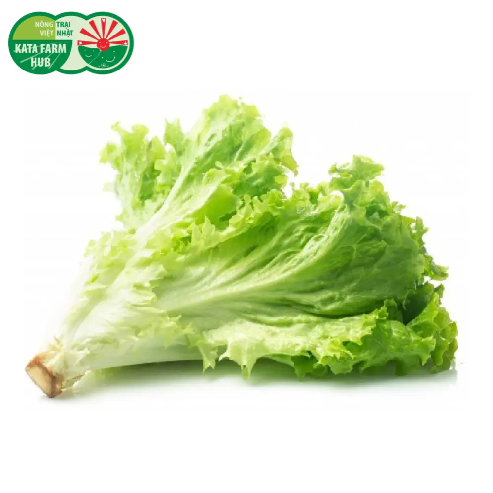 Xà Lách Lo Lo Xanh - Lollo Lettuce (200g) - KATA FARM HUB