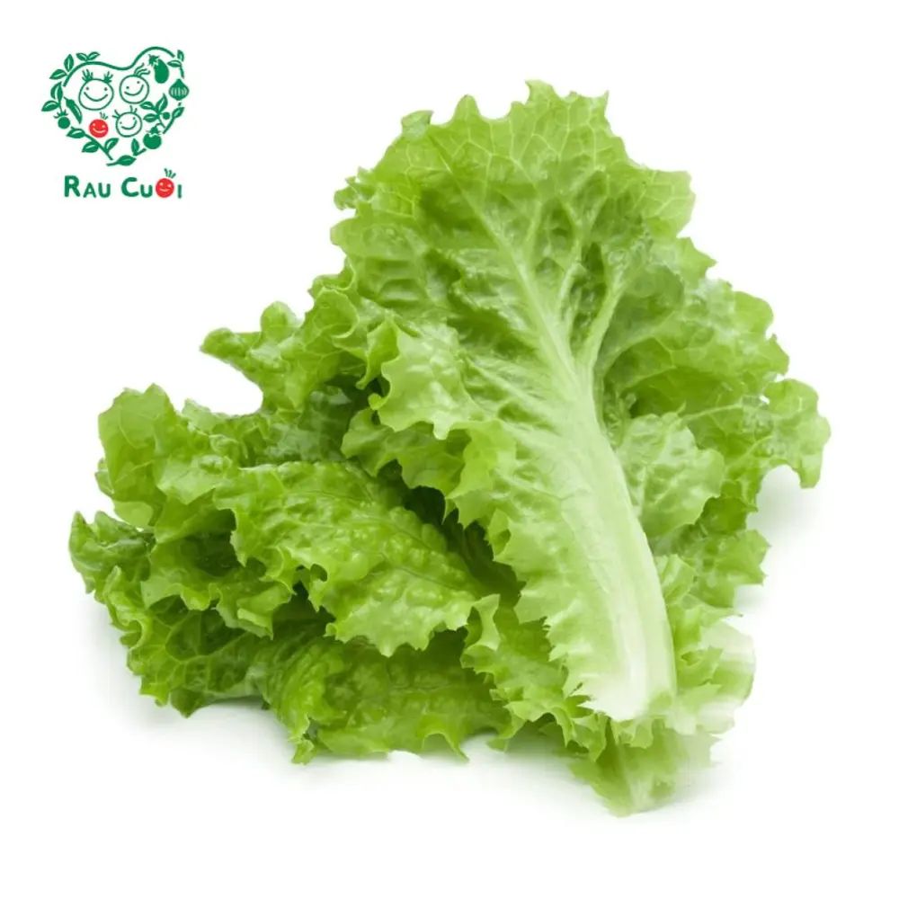 Xà Lách Lo Lo - Lollo Lettuce (250g) - RAU CUOI VIET NHAT