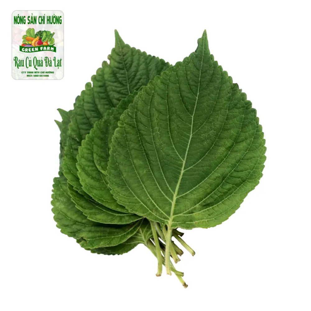 Lá Mè Hàn Quốc - Perilla Leaf - NONG SAN CHI HUONG