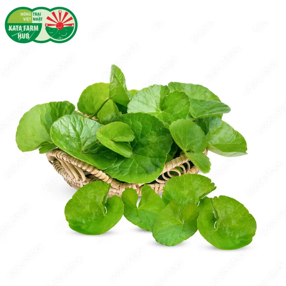 Rau Má - Pennywort (200g) - KATA FARM HUB