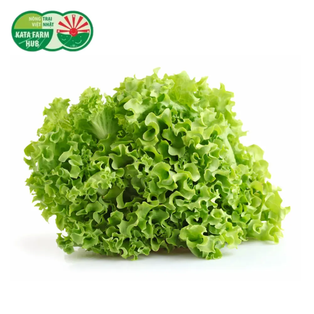 Xà Lách Xoăn - Crisp Lettuce (200g) - KATA FARM HUB