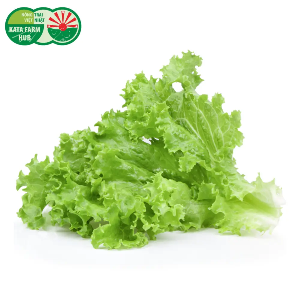Xà Lách Giòn - Crispy Lettuce (200g) - KATA FARM HUB