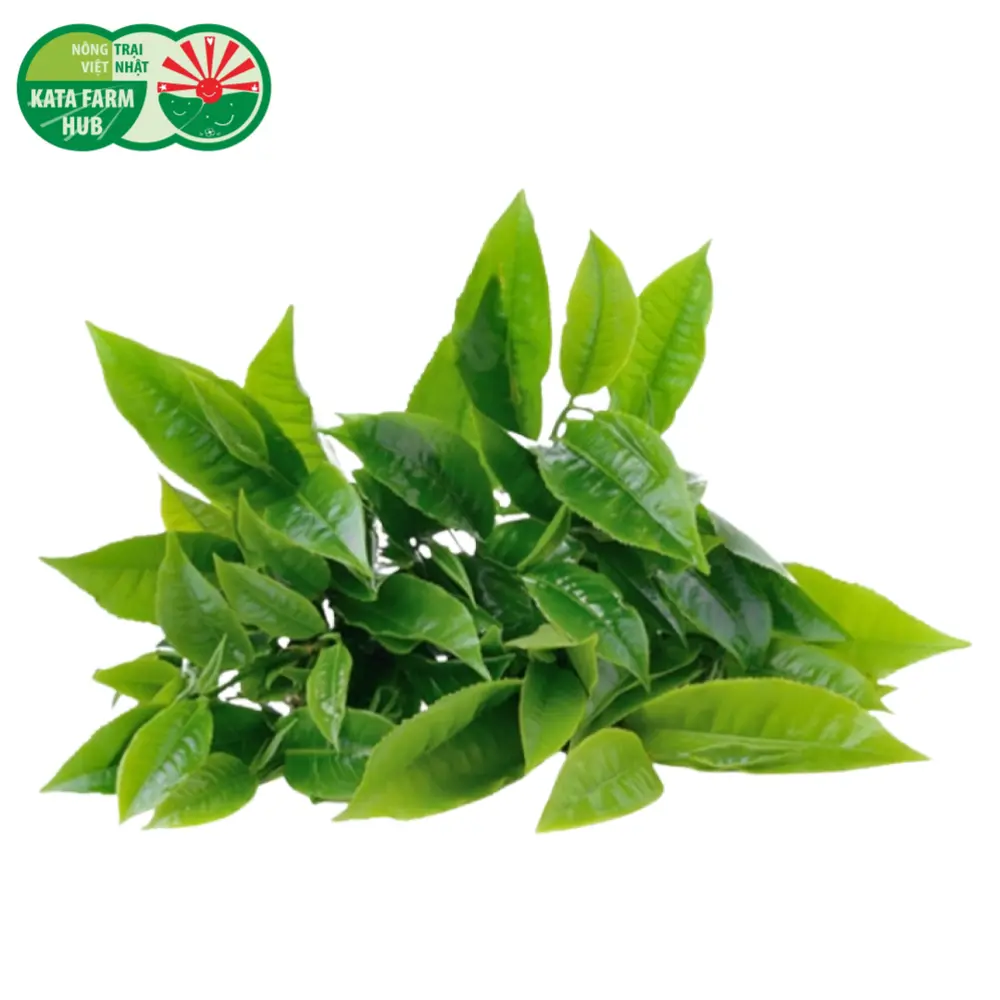 Chè Xanh - Green Tea Leaves (250g) - KATA FARM HUB