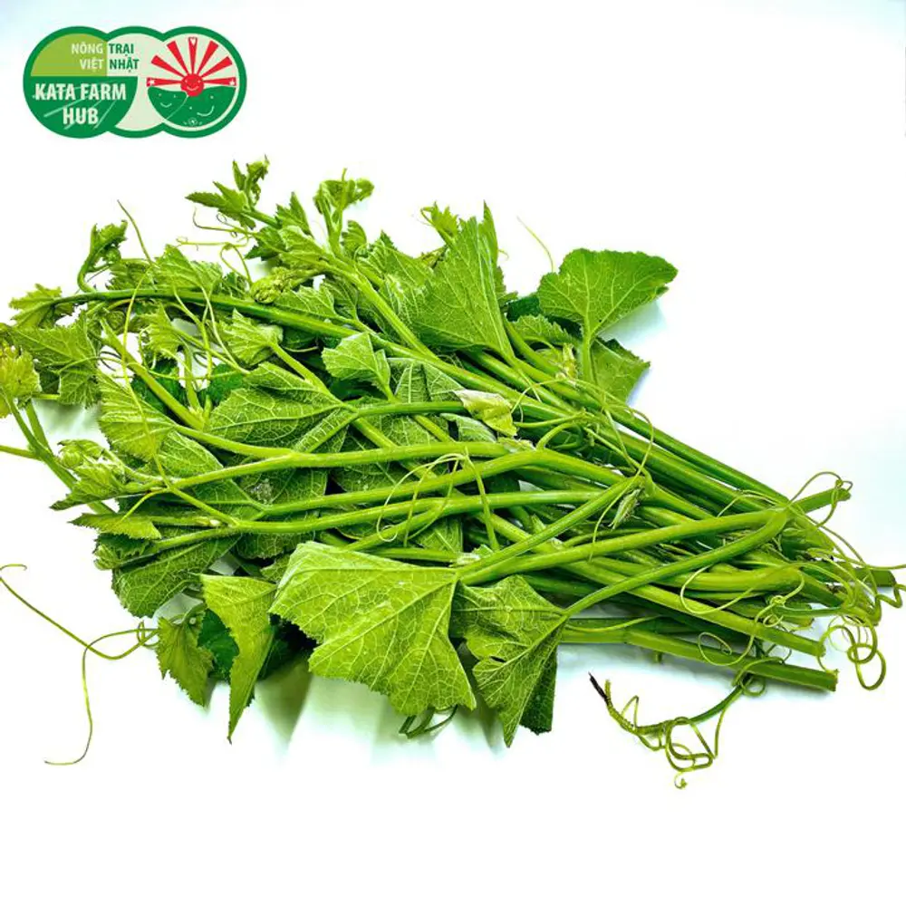 Ngọn Bí - Pumpkin Buds - KATA FARM HUB