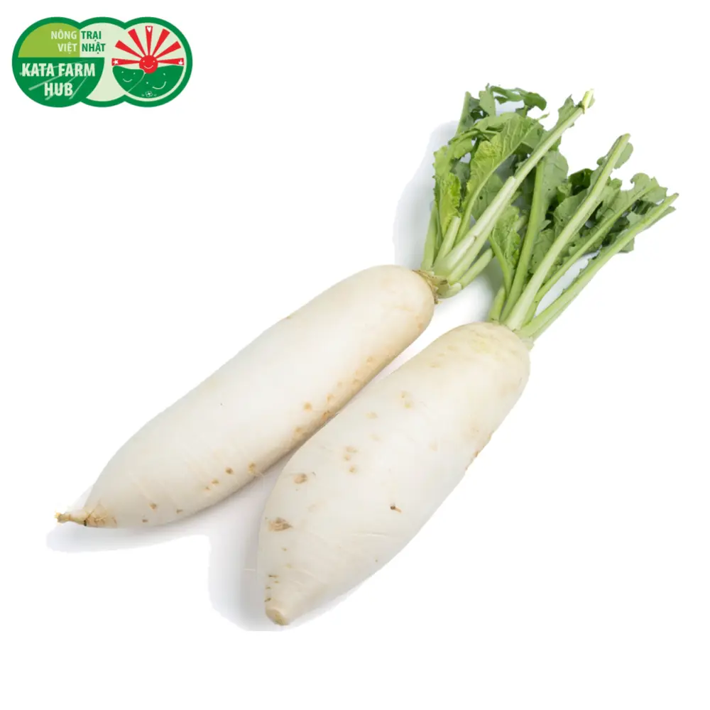 Củ Cải Trắng - White Icicle Radish - KATA FARM HUB