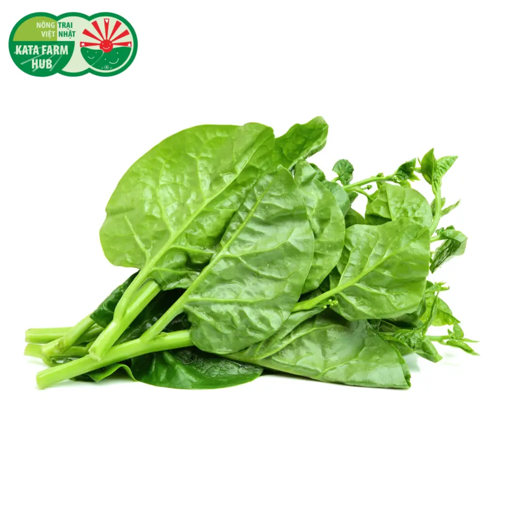 Mồng Tơi - Malabar Spinach (250g) - KATA FARM HUB