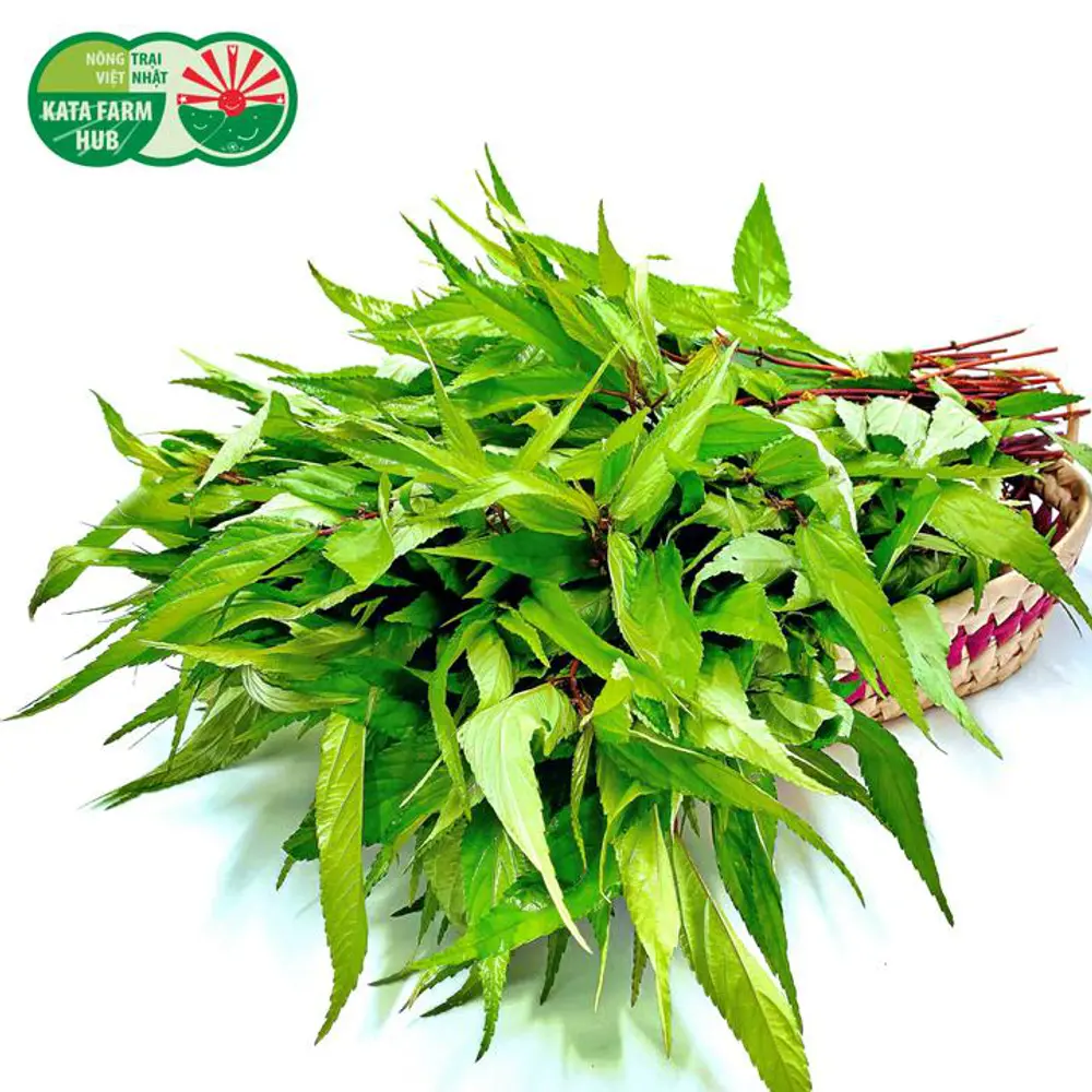 Rau Đay - Jute Leaves (250g) - KATA FARM HUB