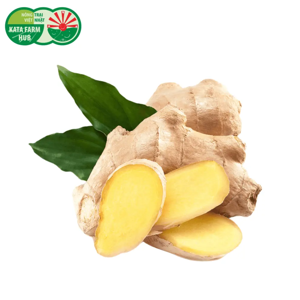 Gừng - Ginger (100g) - KATA FARM HUB