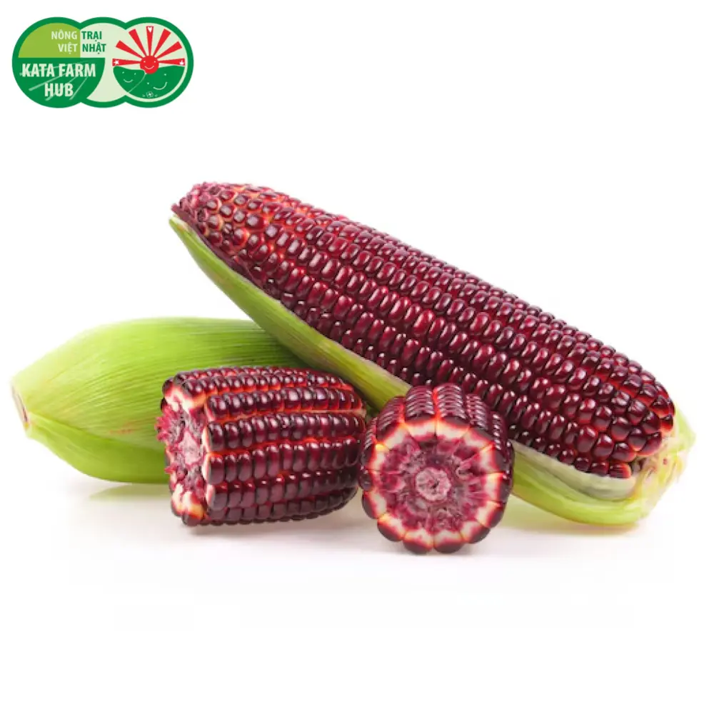 Bắp Nữ Hoàng Đỏ - Ruby Queen Corn - KATA FARM HUB