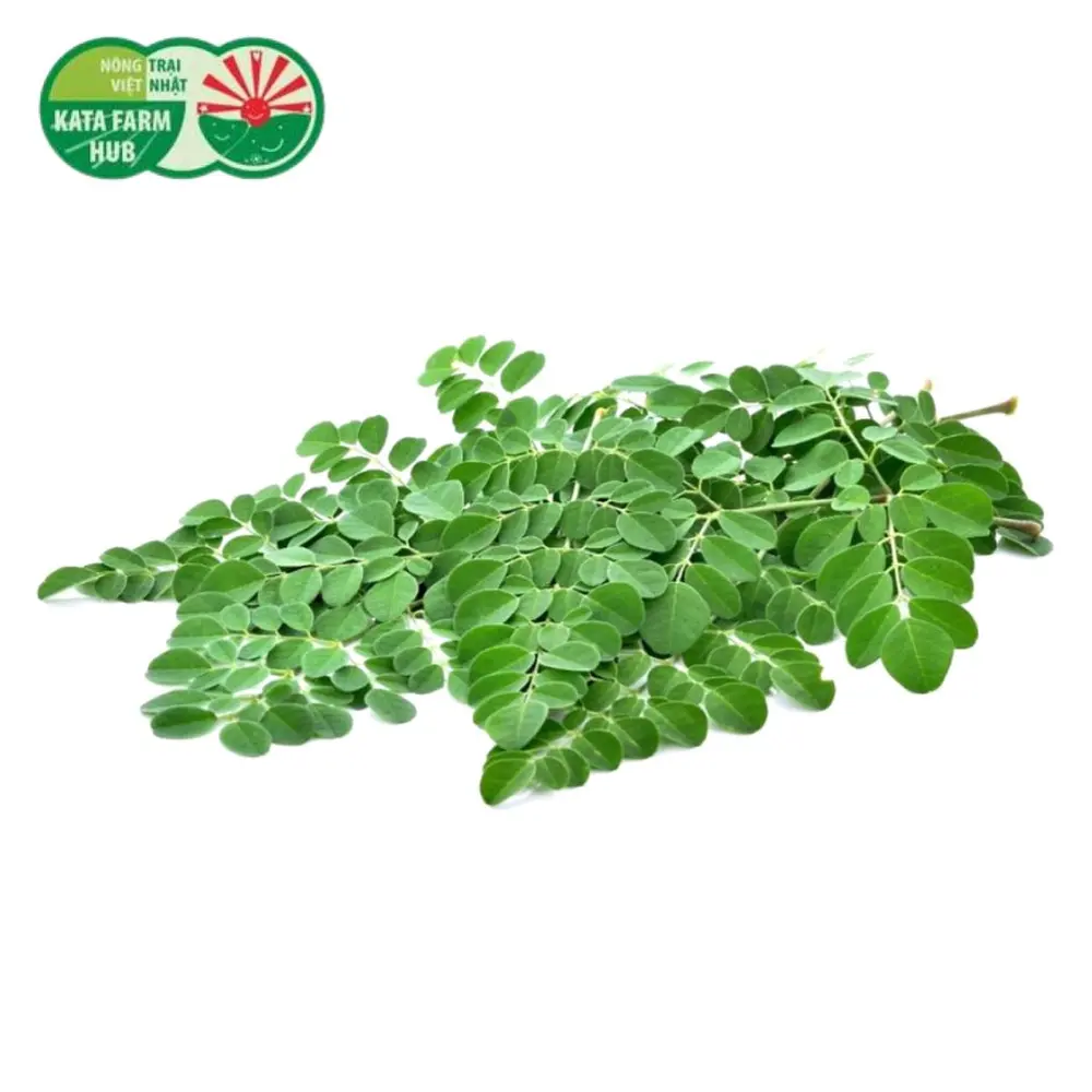Rau Chùm Ngây - Moringa (200g) - KATA FARM HUB