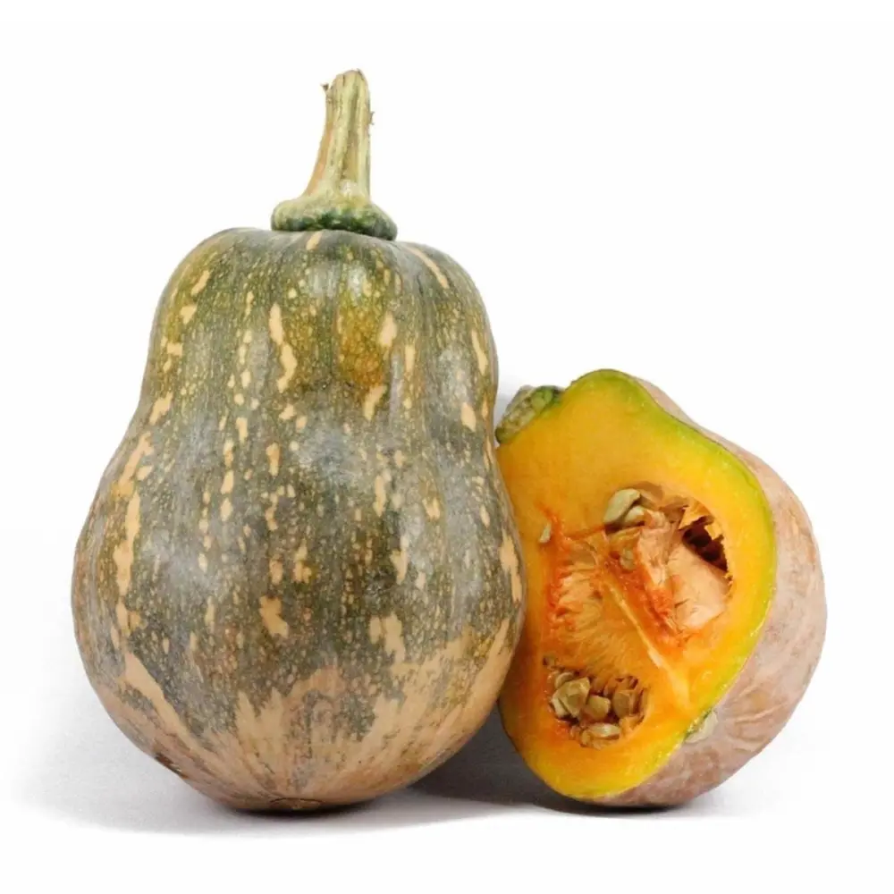 Bí Đỏ Hồ Lô - Goianinha Pumpkin - NONBRAND