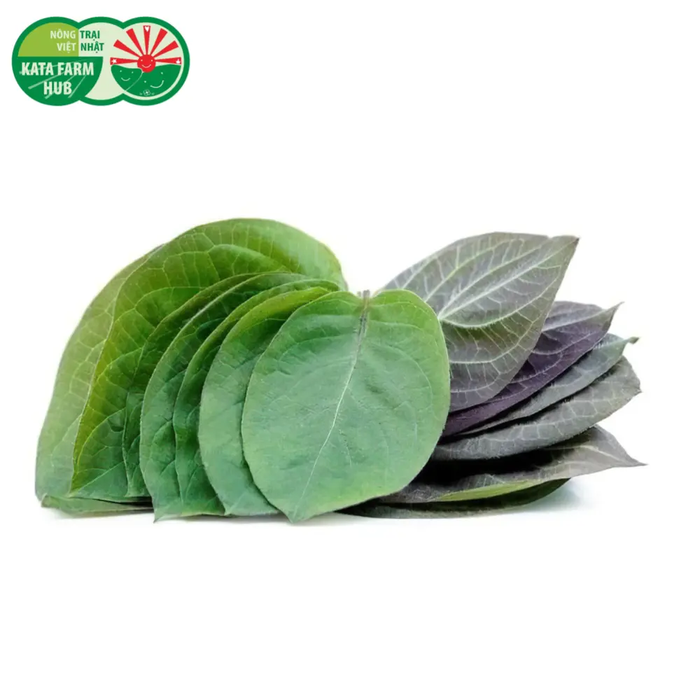 Lá Mơ - Stinky Opal Berry Leaf (50g) - KATA FARM HUB