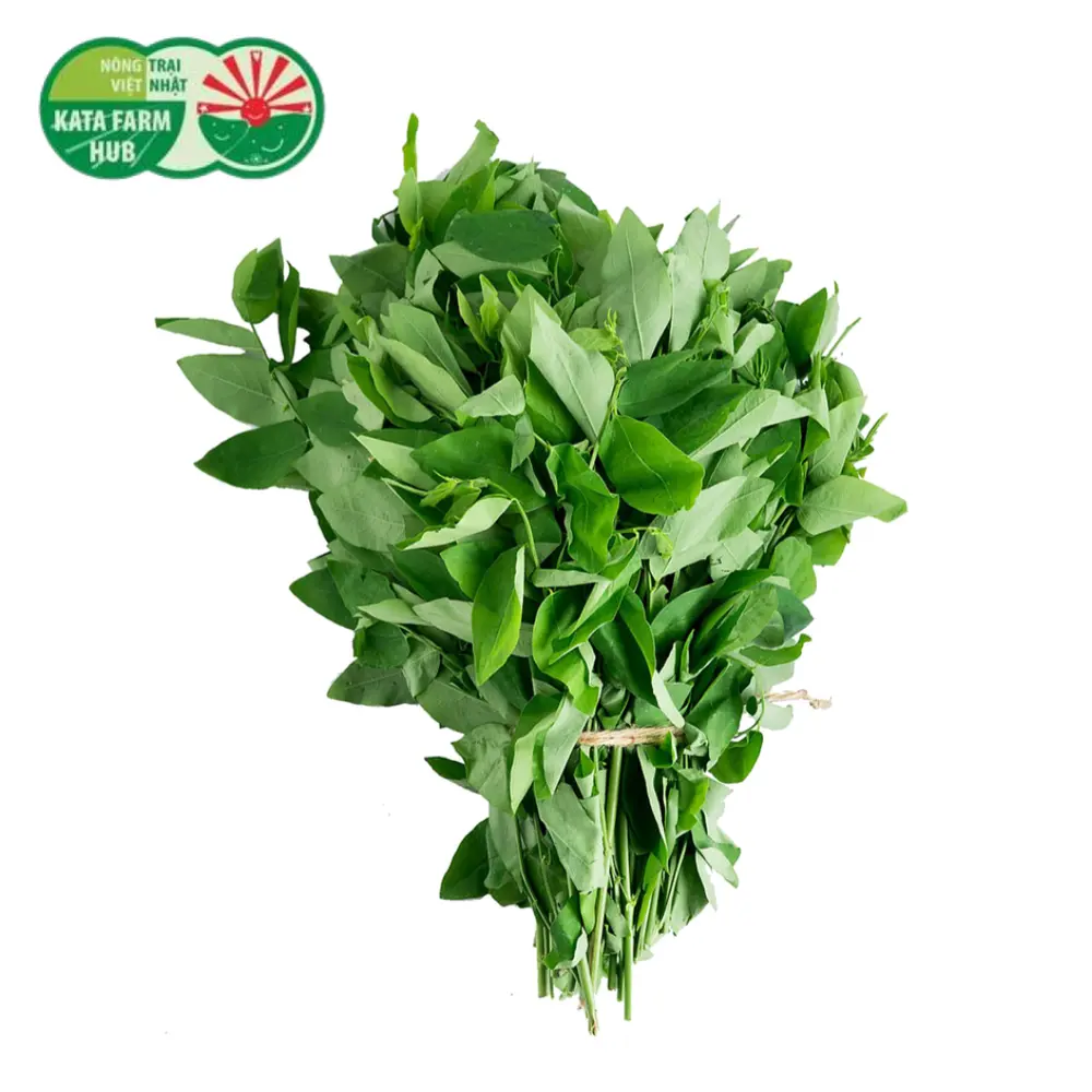 Rau Ngót Việt - Katuk (250g) - KATA FARM HUB