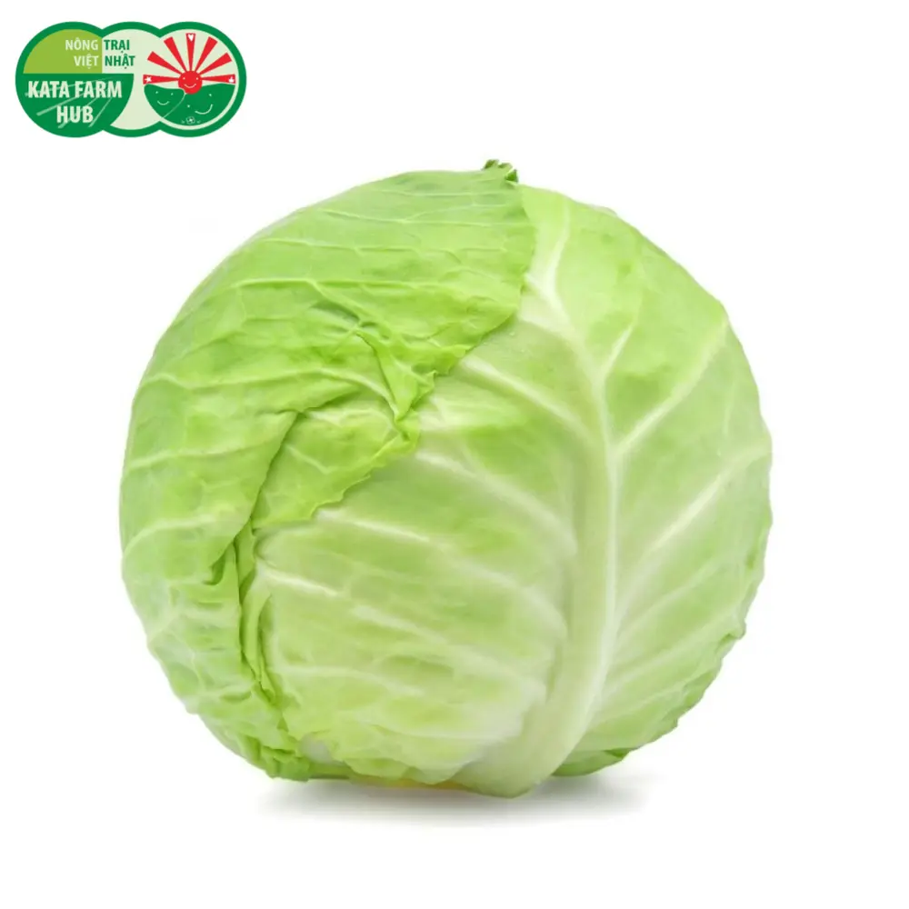 Bắp Sú (Bắp Cải Trắng) - White Cabbage - KATA FARM HUB