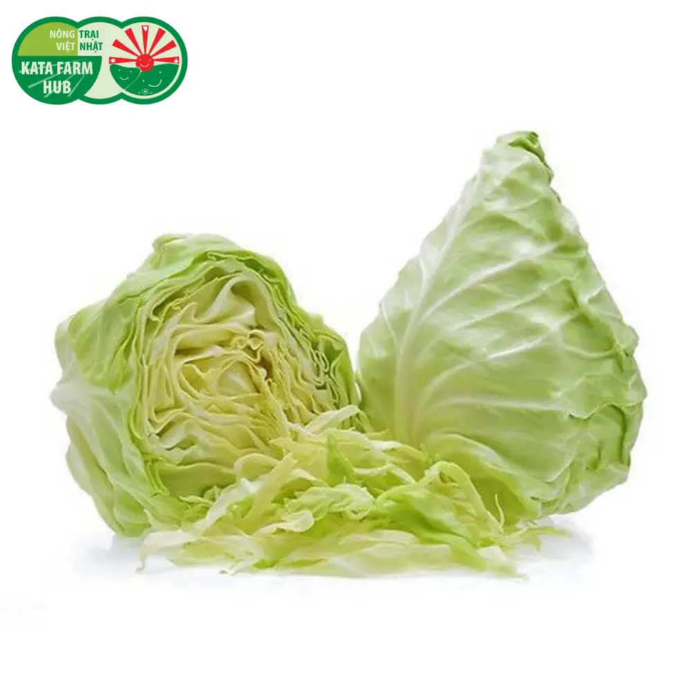 Bắp Sú Tim - Heart Shaped Cabbage - KATA FARM HUB