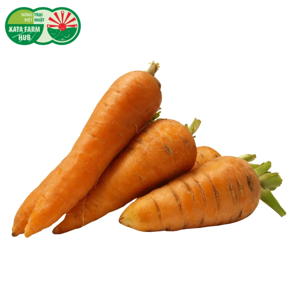 Cà Rốt Giống Nhật - Japanese Carrot - KATA FARM HUB