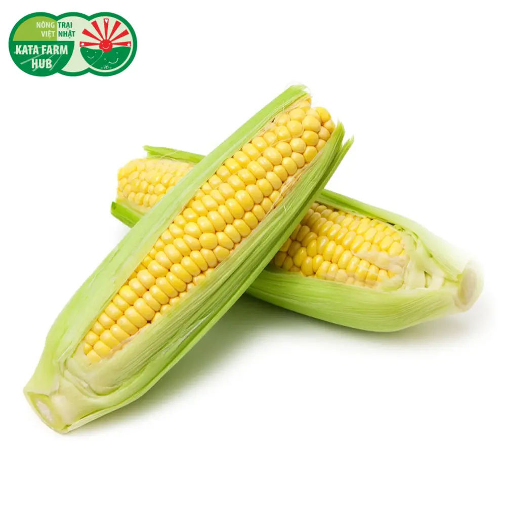 Bắp Ngọt - Sweet Corn - KATA FARM HUB