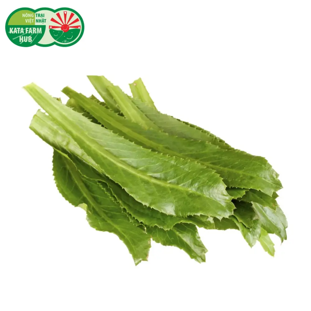 Ngò Gai - Sawtooth Herb (50g) - KATA FARM HUB