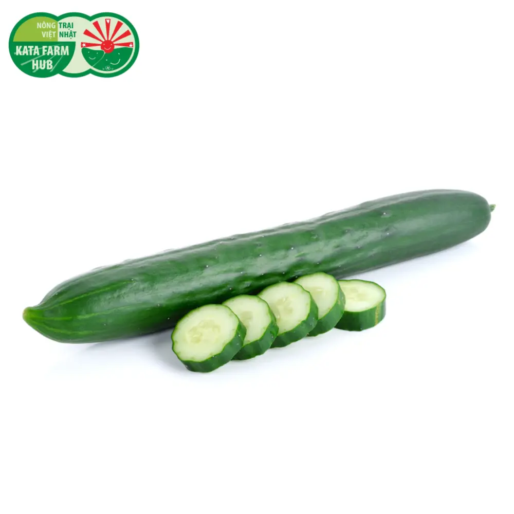 Dưa Leo Nhật - Japanese Cucumber - KATA FARM HUB