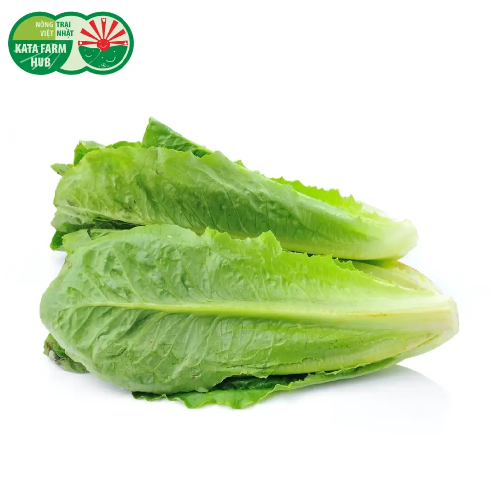 Xà Lách La Mã - Romaine Lettuce (200g) - KATA FARM HUB