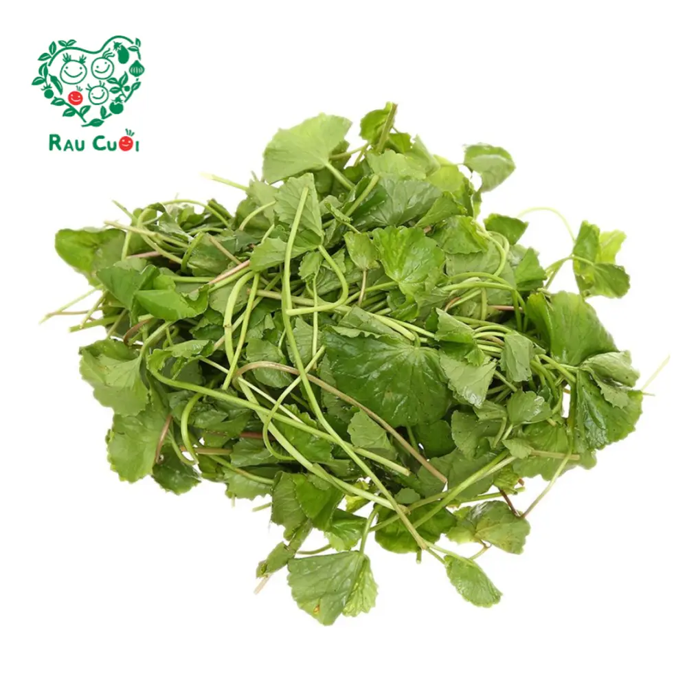 Rau Má - Pennywort (200g) - RAU CUOI VIET NHAT