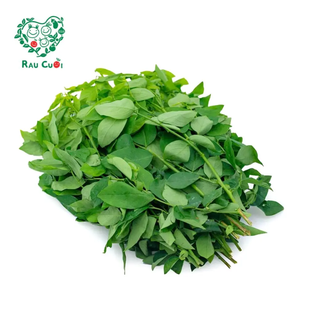 Rau Ngót - Katuk (250g) - RAU CUOI VIET NHAT