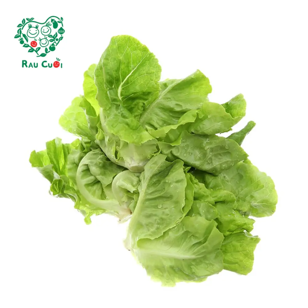 Xà Lách Mỡ - Butterhead Lettuce (250g) - RAU CUOI VIET NHAT
