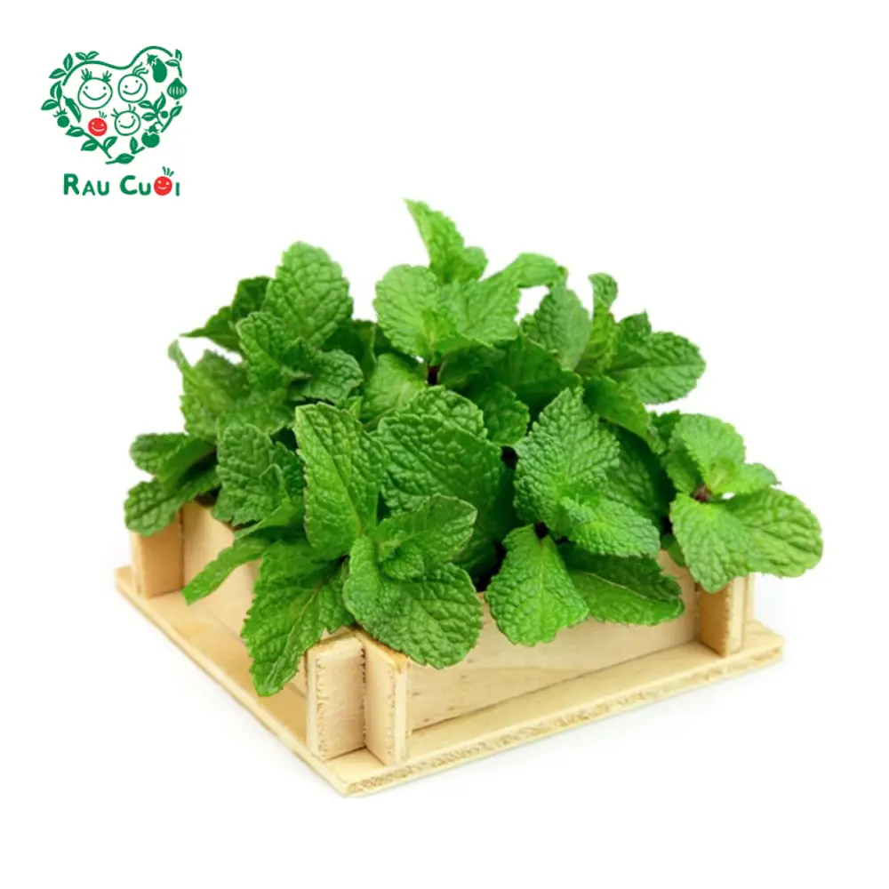 Húng Lủi - Mint Leaves (50g) - RAU CUOI VIET NHAT