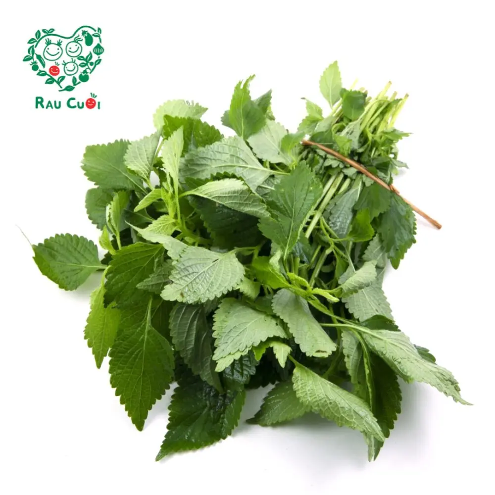 Kinh Giới - Vietnamese Balm Leaves (50g) - RAU CUOI VIET NHAT