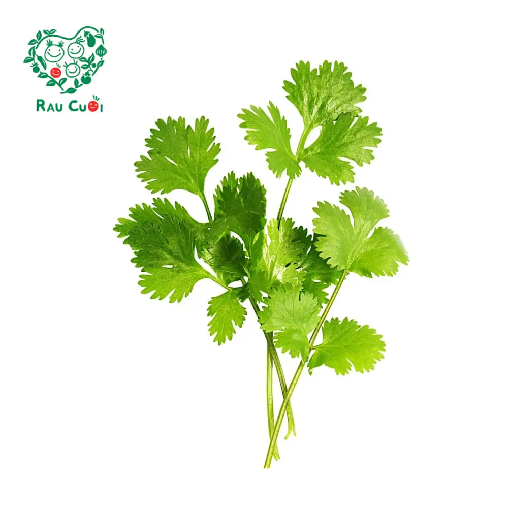 Ngò Rí - Coriander (50g) - RAU CUOI VIET NHAT