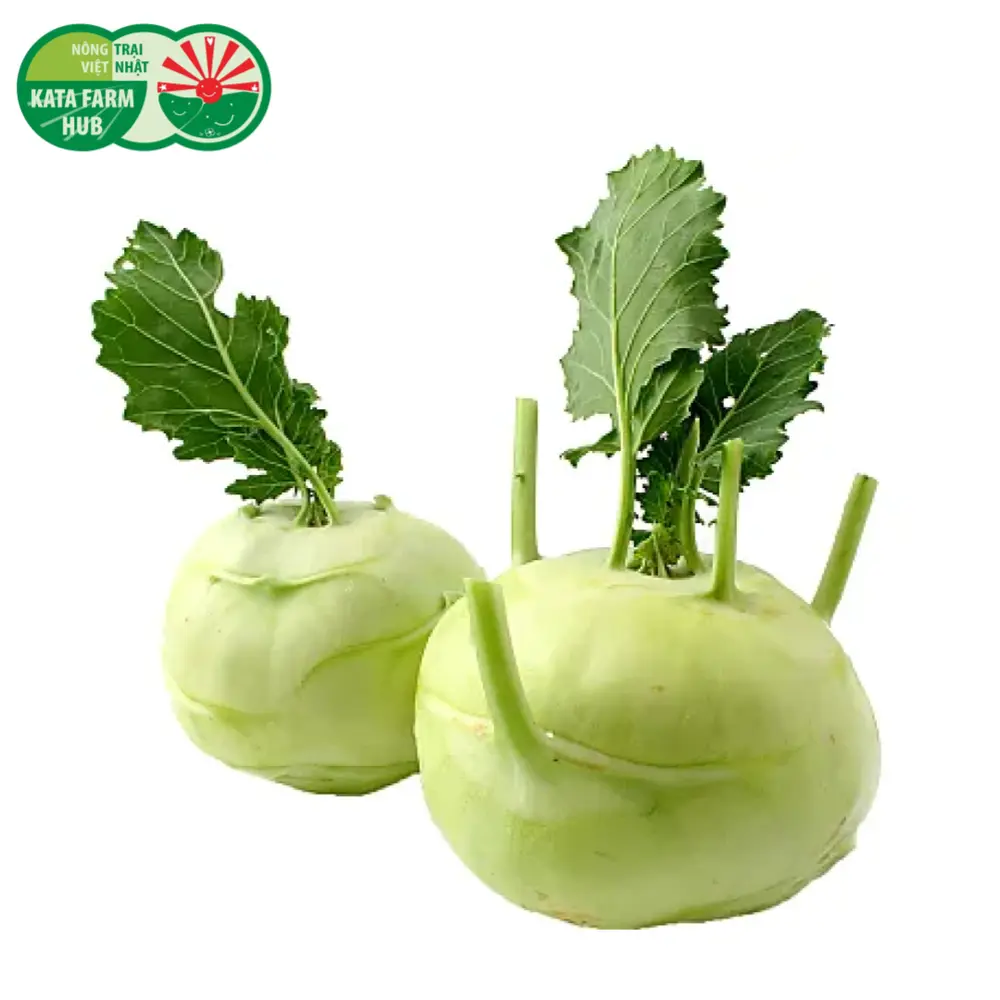 Su Hào - Kohlrabi - KATA FARM HUB