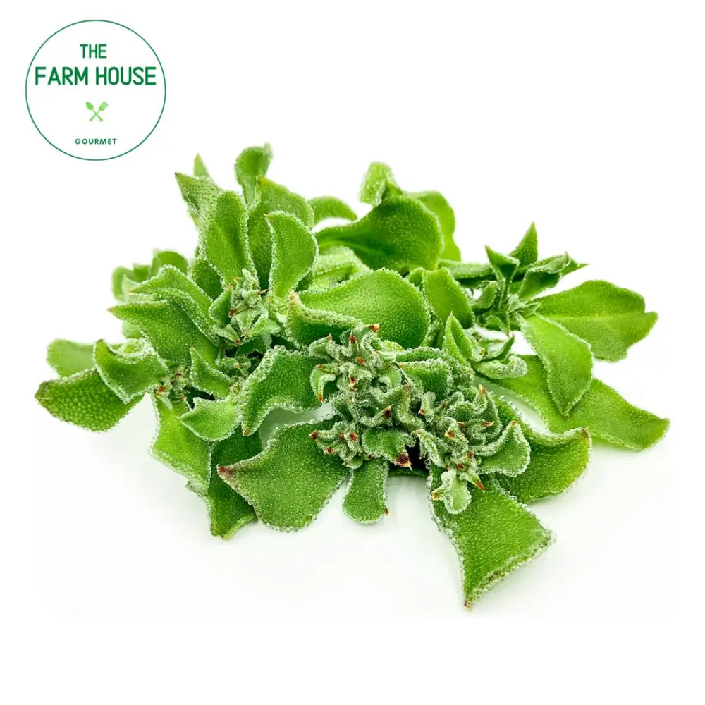 Salad Tuyết - Crystalline Ice Plant (100g) - THE FARM HOUSE