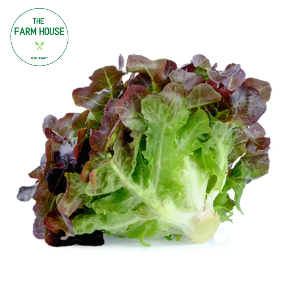 Xà Lách Oakleaf Đỏ - Red Oak Lettuce - THE FARM HOUSE