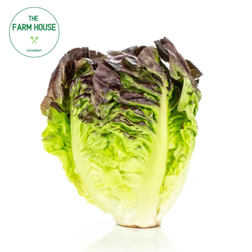 Xà Lách Búp Sucrine Lõi Non Đỏ - Red Little Gem Lettuce - THE FARM HOUSE