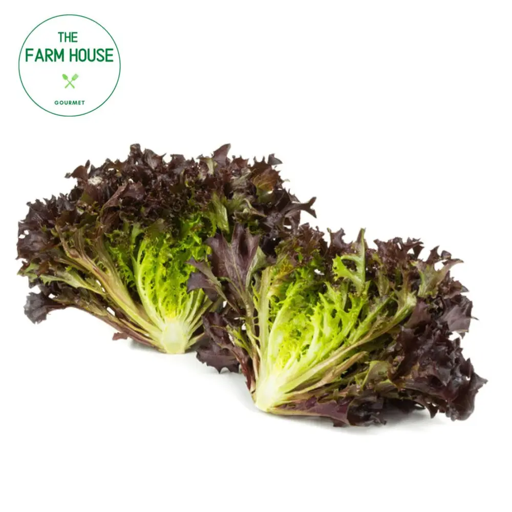 Xà Lách Xoắn Đỏ - Red Salanova Frisee Lettuce - THE FARM HOUSE