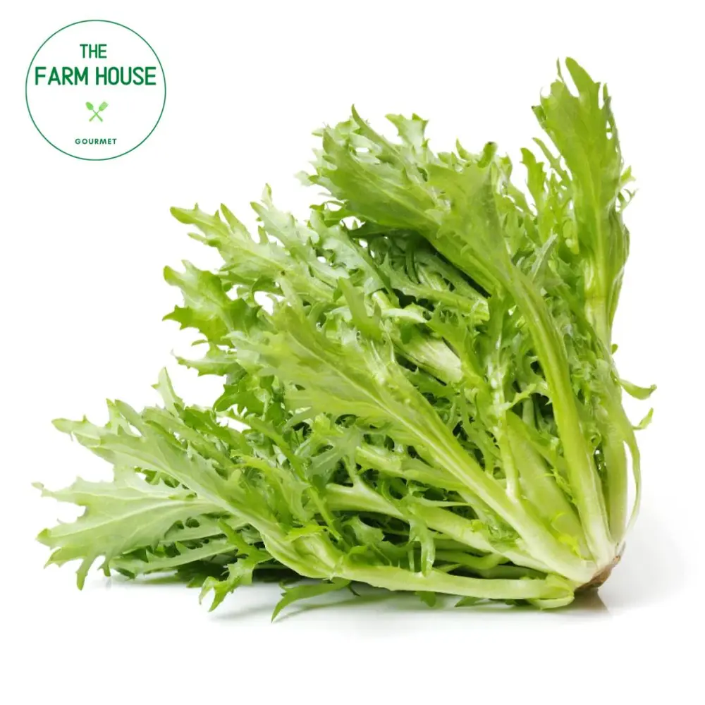 Xà Lách Xoắn Xanh - Green Salanova Frisee Lettuce - THE FARM HOUSE