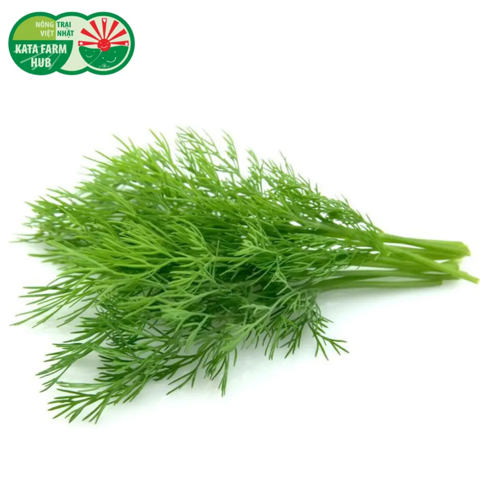 Thì Là - Dill (50g) - KATA FARM HUB