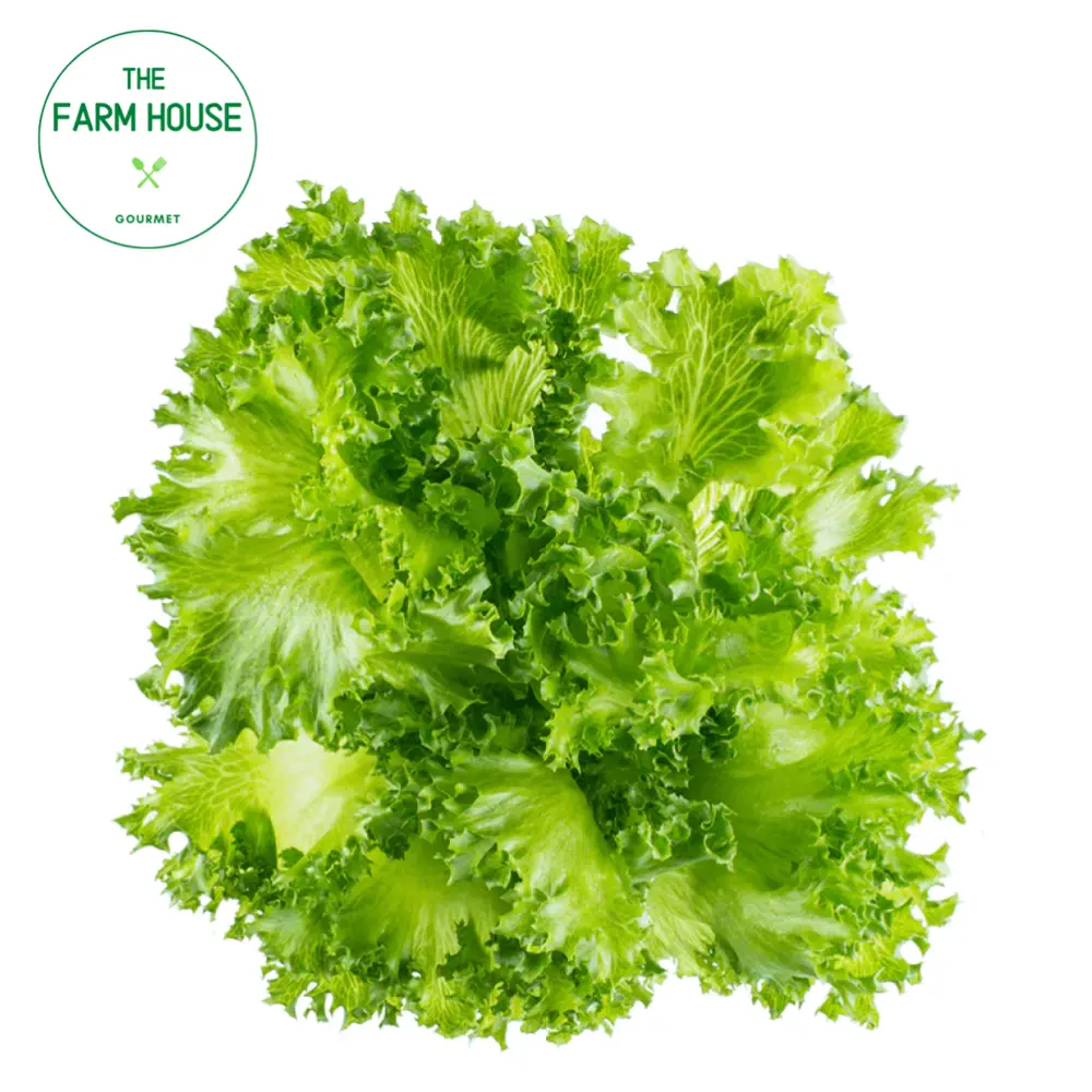 Xà Lách Thủy Tinh Xanh - Green Crystal Lettuce - THE FARM HOUSE