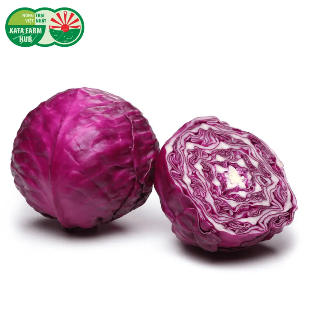 Bắp Cải Tím - Purple Cabbage - KATA FARM HUB