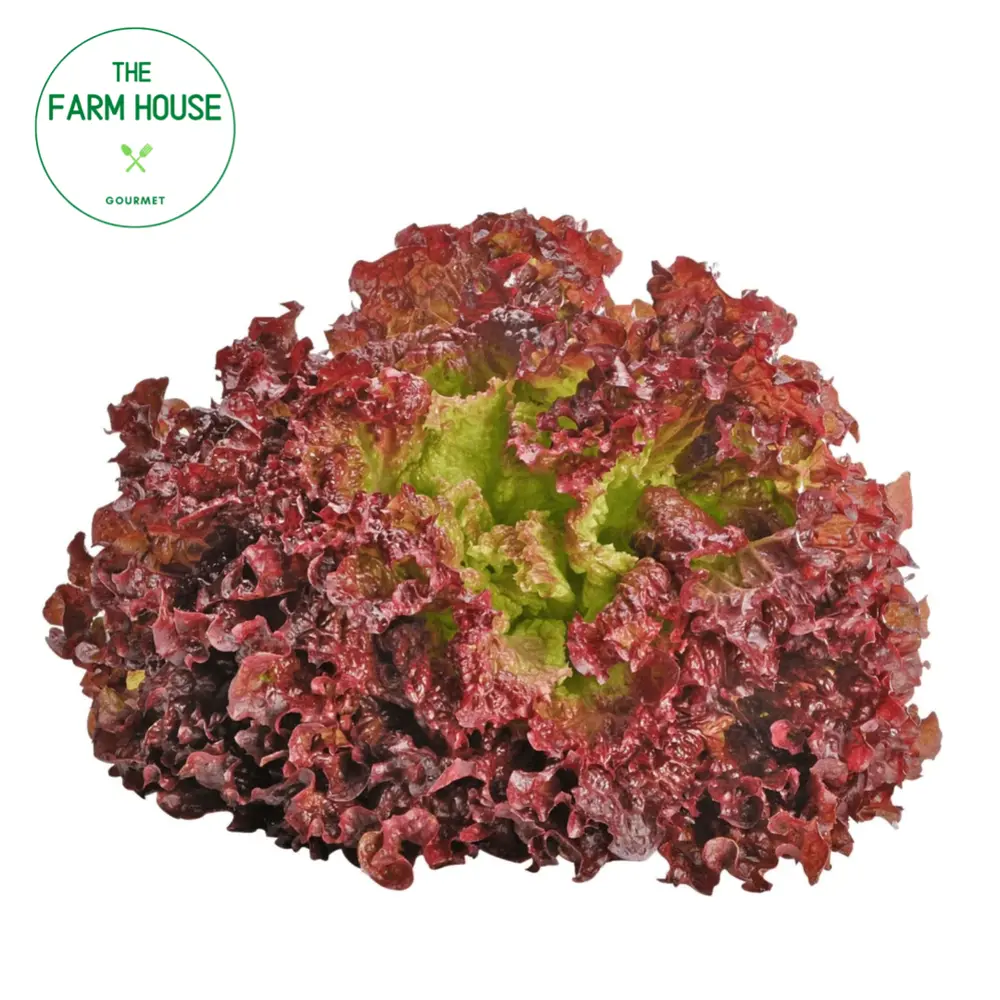 Xà Lách Lo Lo Tím - Lollo Rosso Lettuce - THE FARM HOUSE